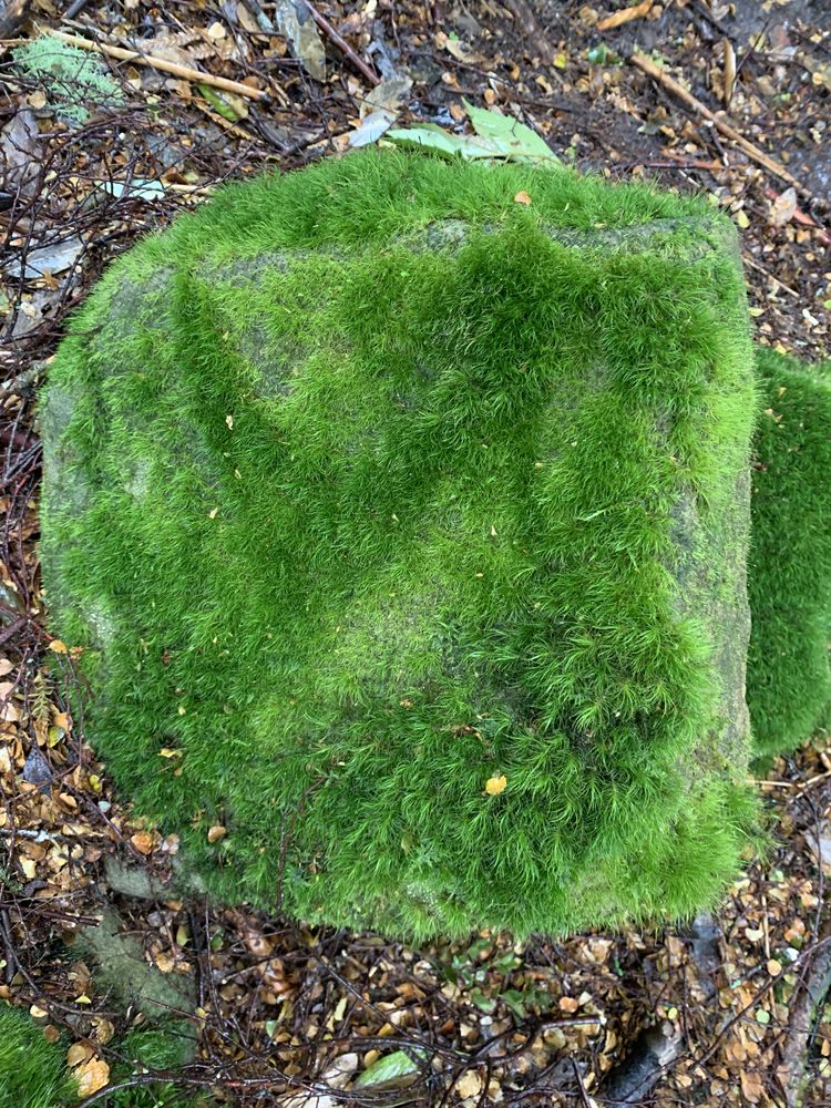 Vivid green moss on stone