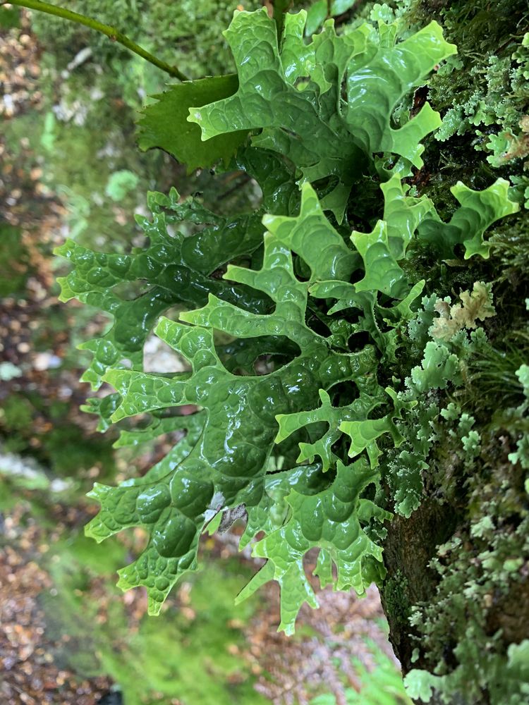 Vivid green forest lettuce (my name for it)