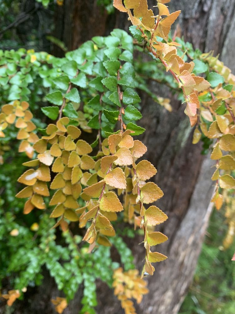 Golden leaves signal new growth on myrtle beech tree