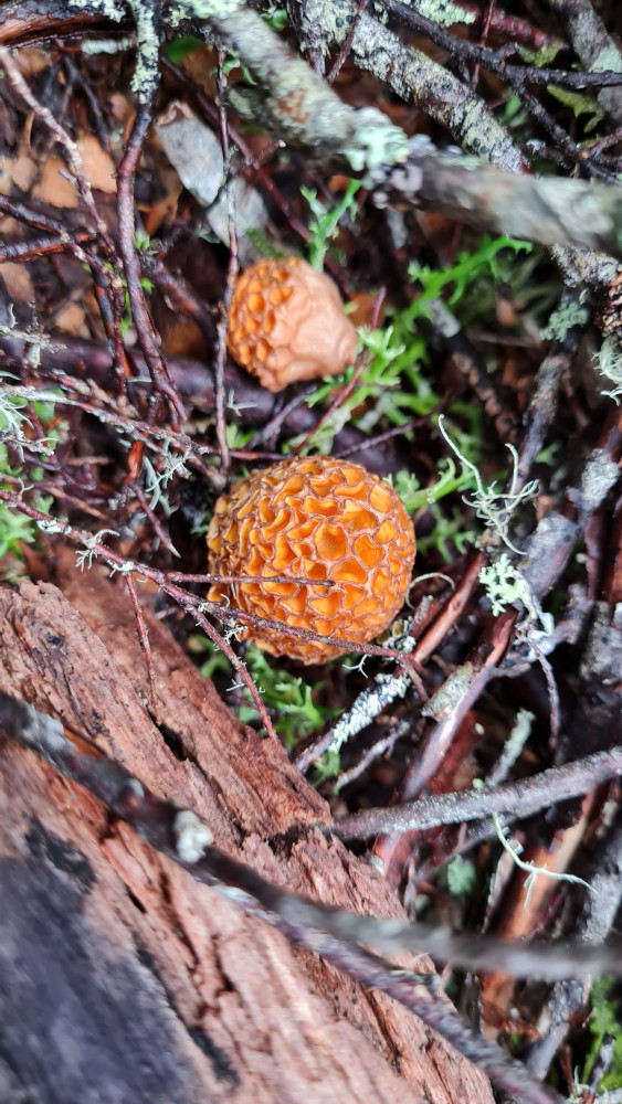 Myrtle beech fungi