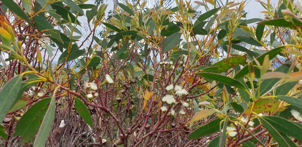 Flowering snow gum which only happens every two years