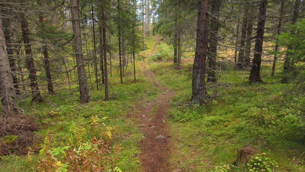 Trail through the forest on Den gamle Ridevegen