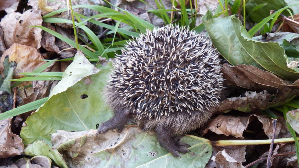 A little visitor in the garden