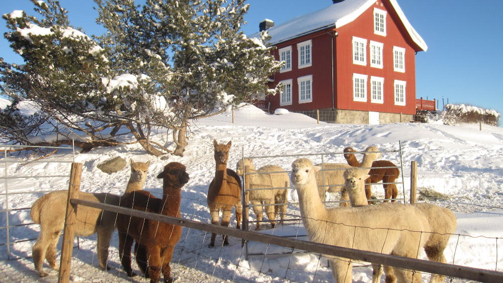 Alpacas of Norway