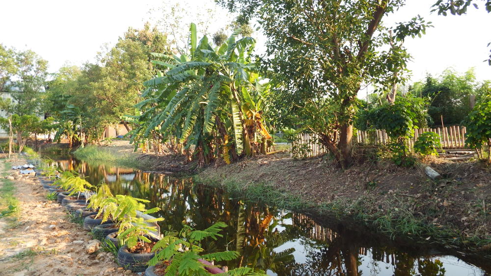 The canal around the plantation