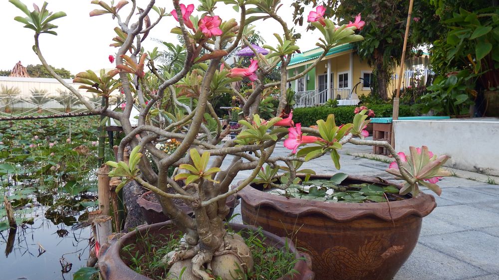 The gardens and cabins