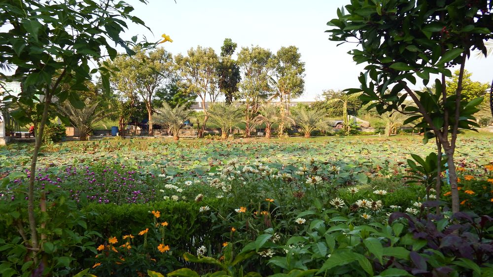 The lily pond