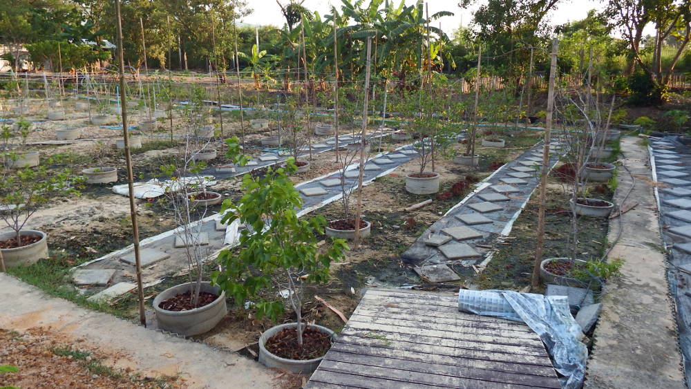 Fruit tree plantation