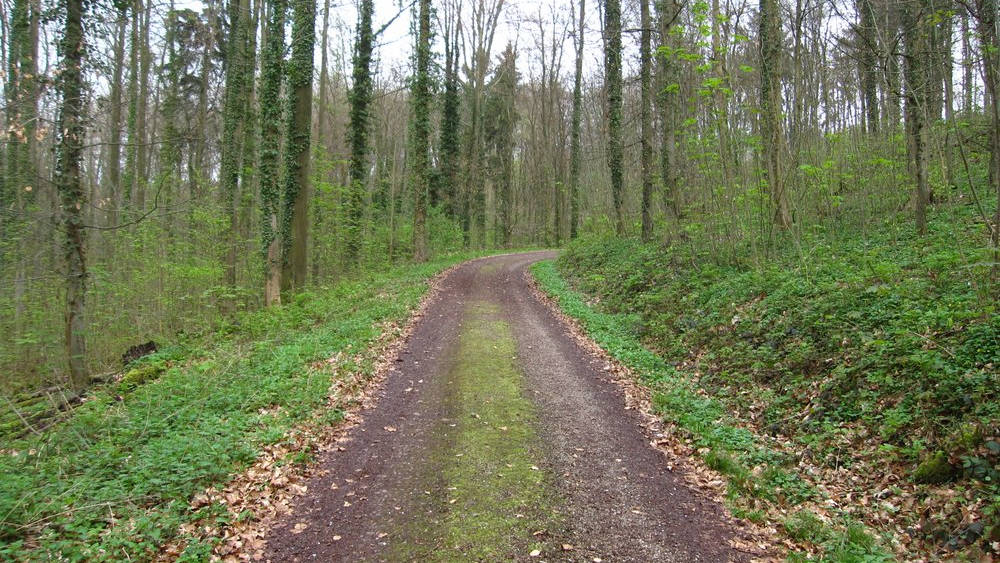 Following Nestbruchweg trail from Nestbruch carpark into Bären Park outside Kenzingen