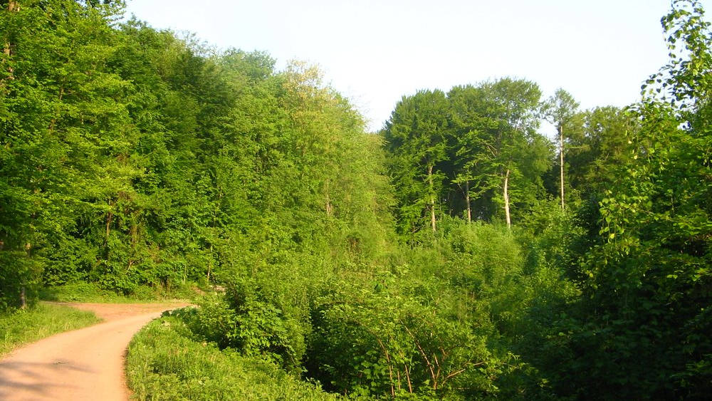 On the Hecklinger Hohenweg trail at Bären Park outside Kenzingen