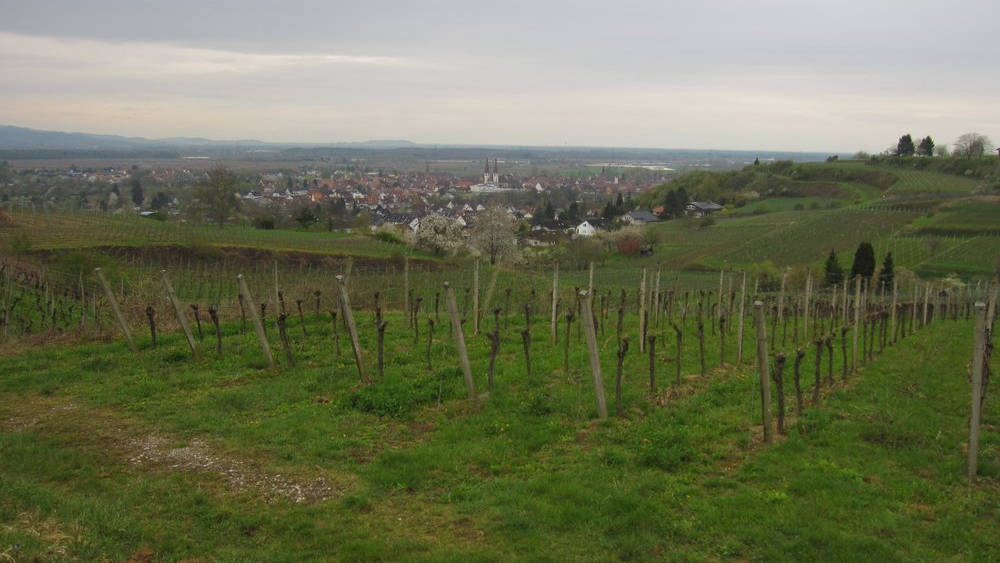 Looking down at Kenzingen from near Galgenberg and the TV tower