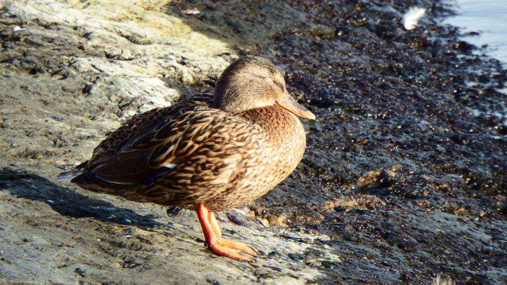 Relaxed birdlife