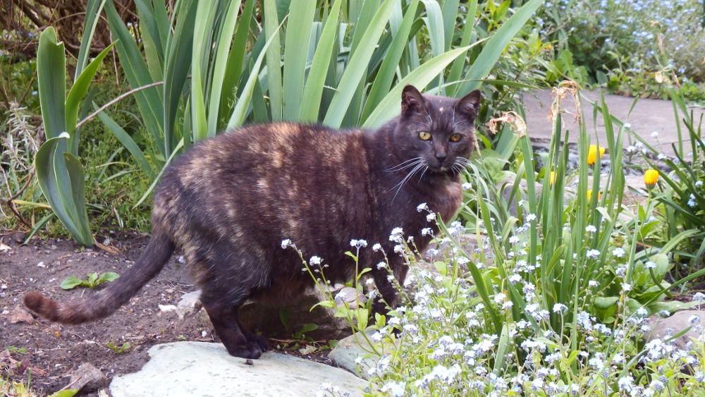 Nigella, sister of Biscuit, also called fat cat