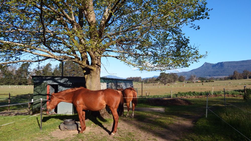 The dairy where the horses are brushed, fed and checked in the evenings