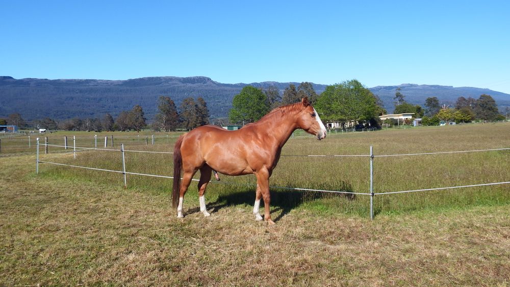 Vicario posing with the Great Western Tiers in the background