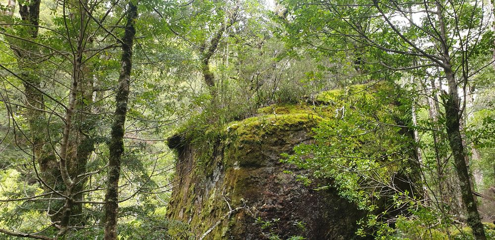 Moss covered boulders rise like islands in the forest.