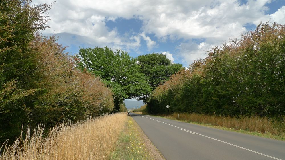 The Chudleigh 'straight' with large oak trees forming a bridge across Mole Creek Road. Tasmania has a lot of oak trees.