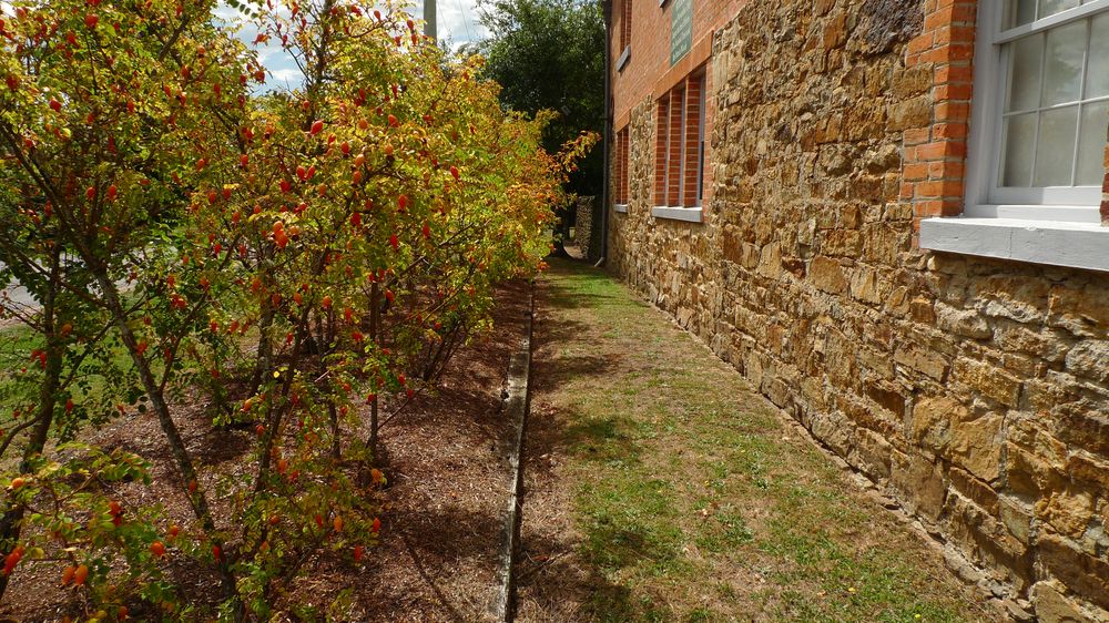 Stone wall with rows of roses and rosehips