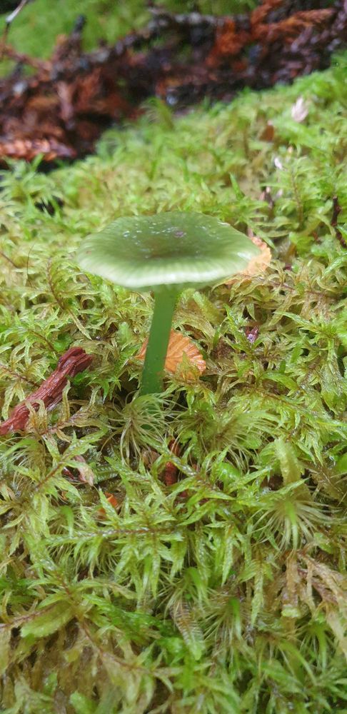 The first green fungi I've seen in Tassie