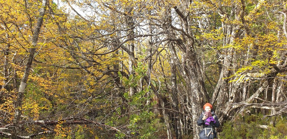 Shanna among the fagus