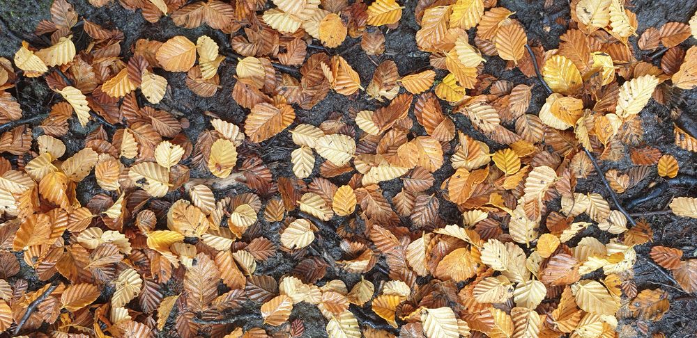 Fagus leaf litter, see the unique shape of the leaf