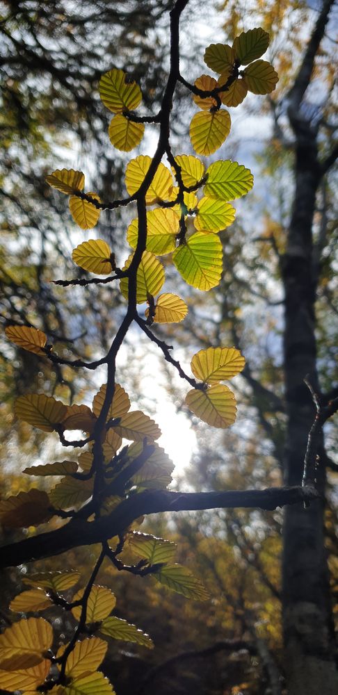 Sun shining through nothofagus gunnii