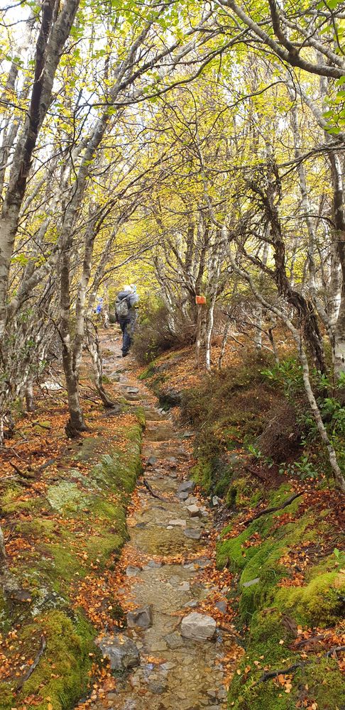 Corridor of nothofagus gunnii