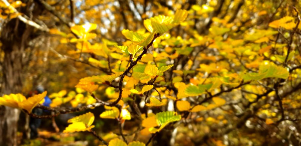 Amazing hues of the nothofagus gunnii