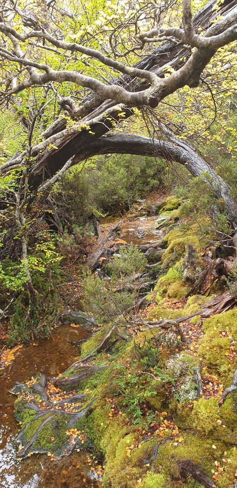 The exquisite forest beauty of the high country