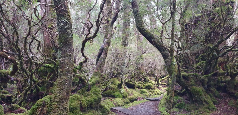 Enchanted beech forest