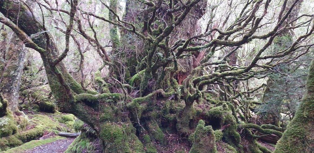 Magical beech tree