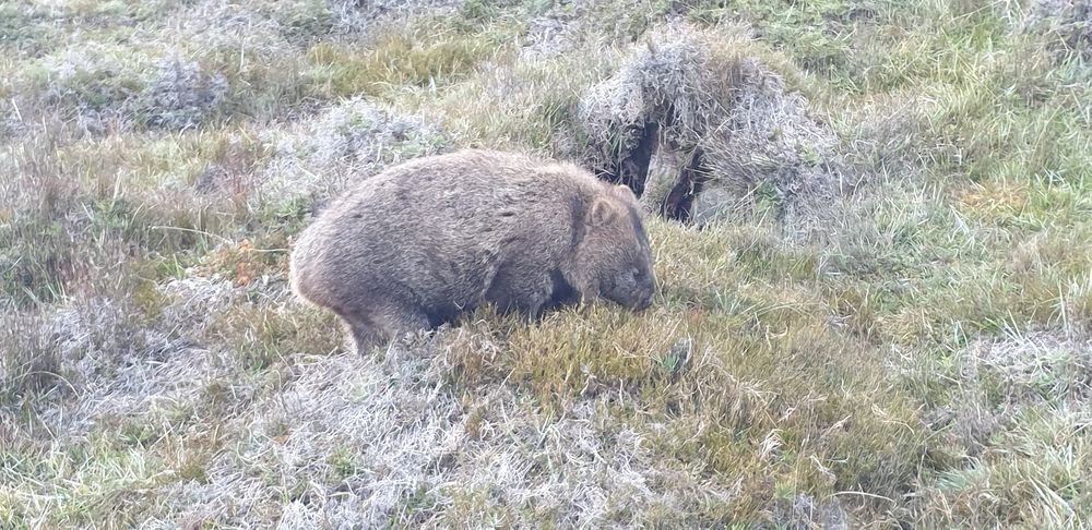 Wombats are everywhere at Ronny Creek