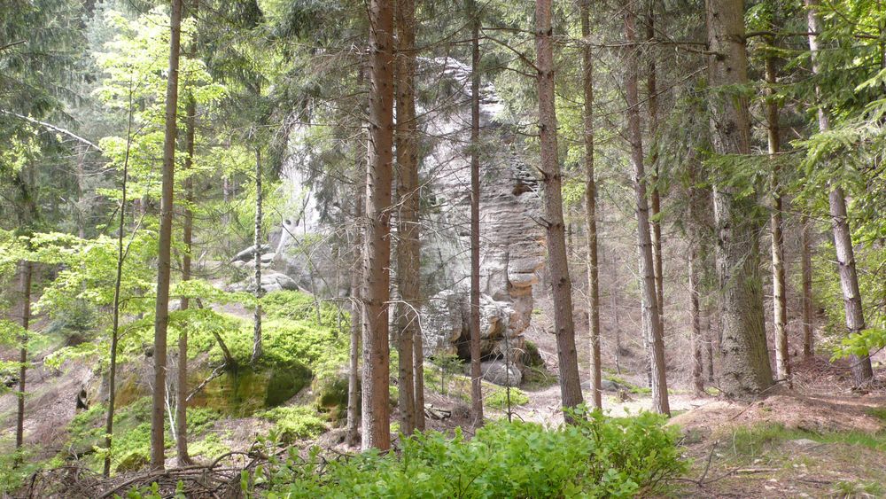 Entering the forest of stones