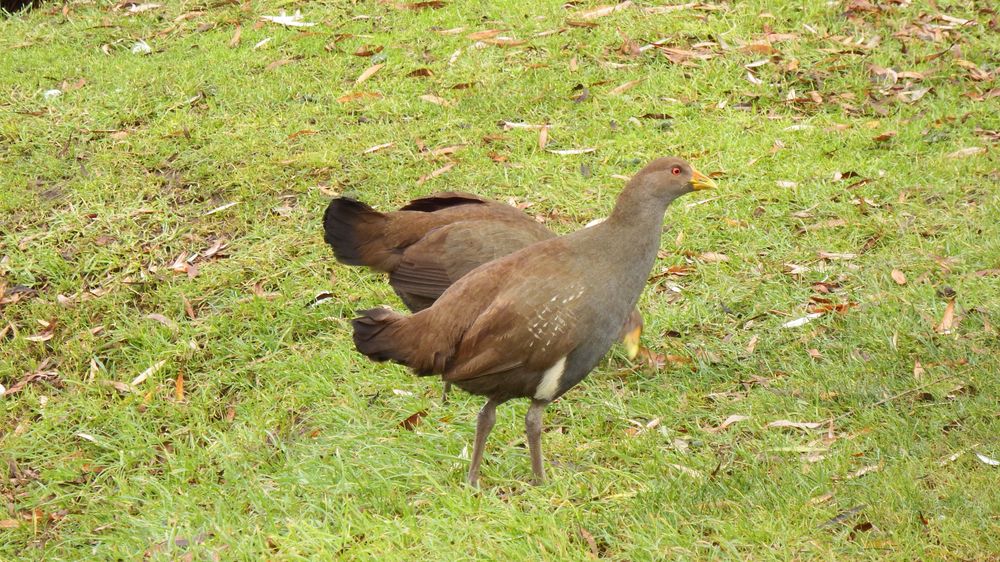 Mr and Mrs Turbo Chook