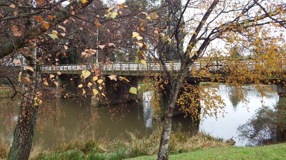 Autumn colours with the car bridge in the background