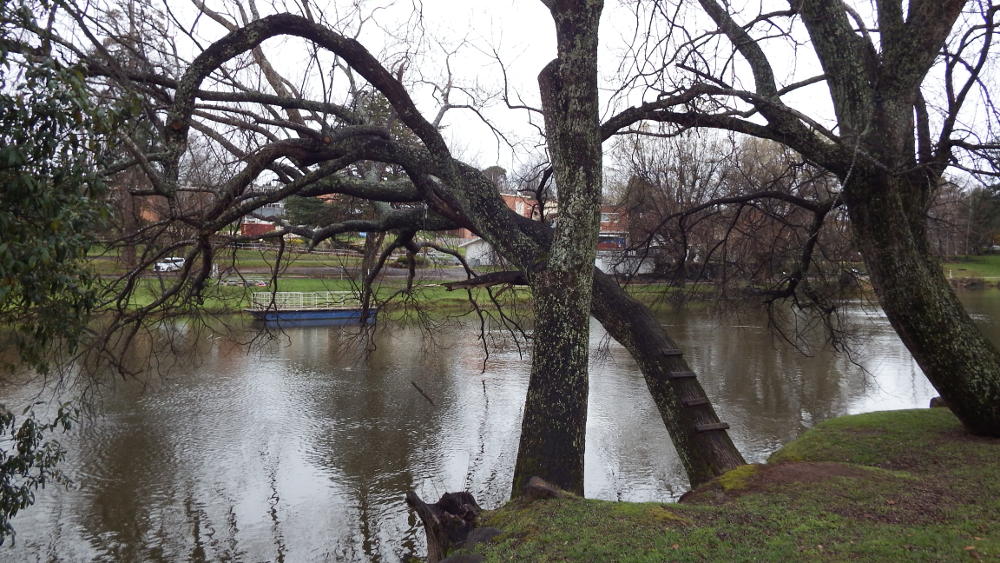 These trees were cut down by the council much to the outrage of the community as they were habitats for platypus