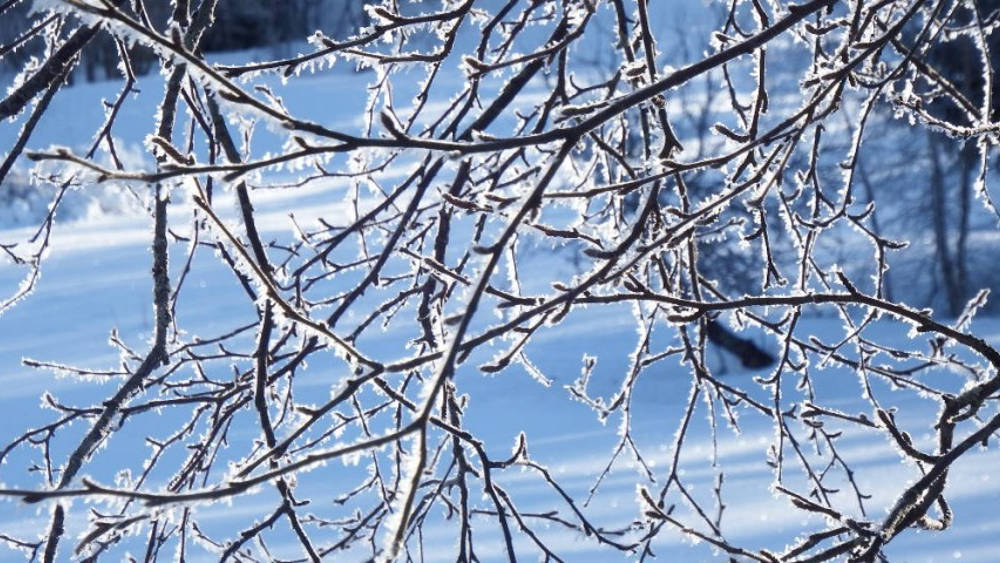 Ice crystals in winter Ice crystals in winter