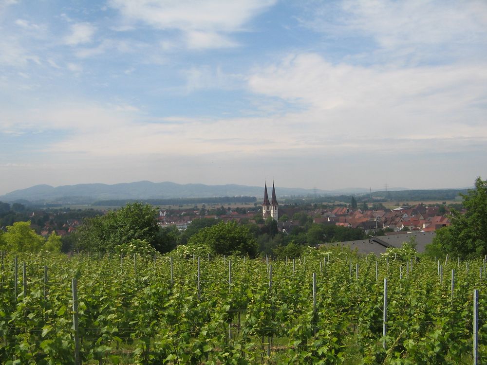 Looking down at Kenzingen from the vineyards with the Kaiserstuhl in the background