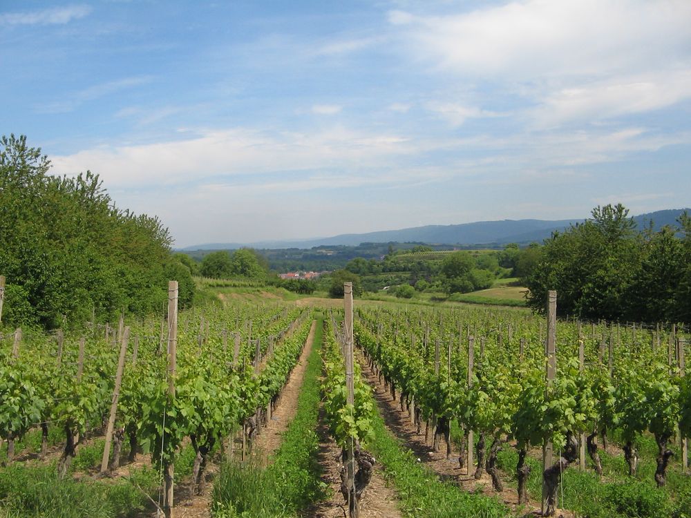 One of many vineyards, the Badisch people do like their wine