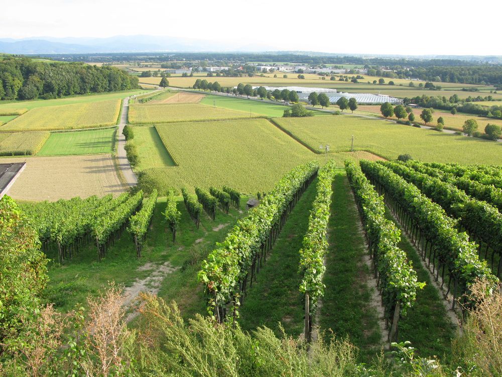 The vineyards in the neighbouring village of Hecklingen with a view across the valley towards Freiburg and the mountains of the Black Forest in the background left.