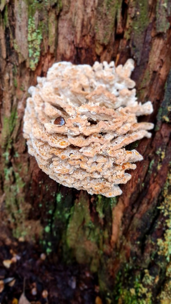 Happy face fungi