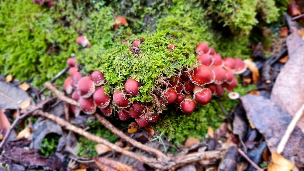 Some of the funky fungi found in the rainforest