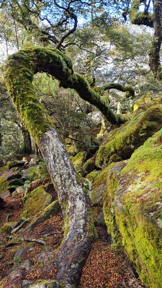 Characteristics of a myrtle cloud forest