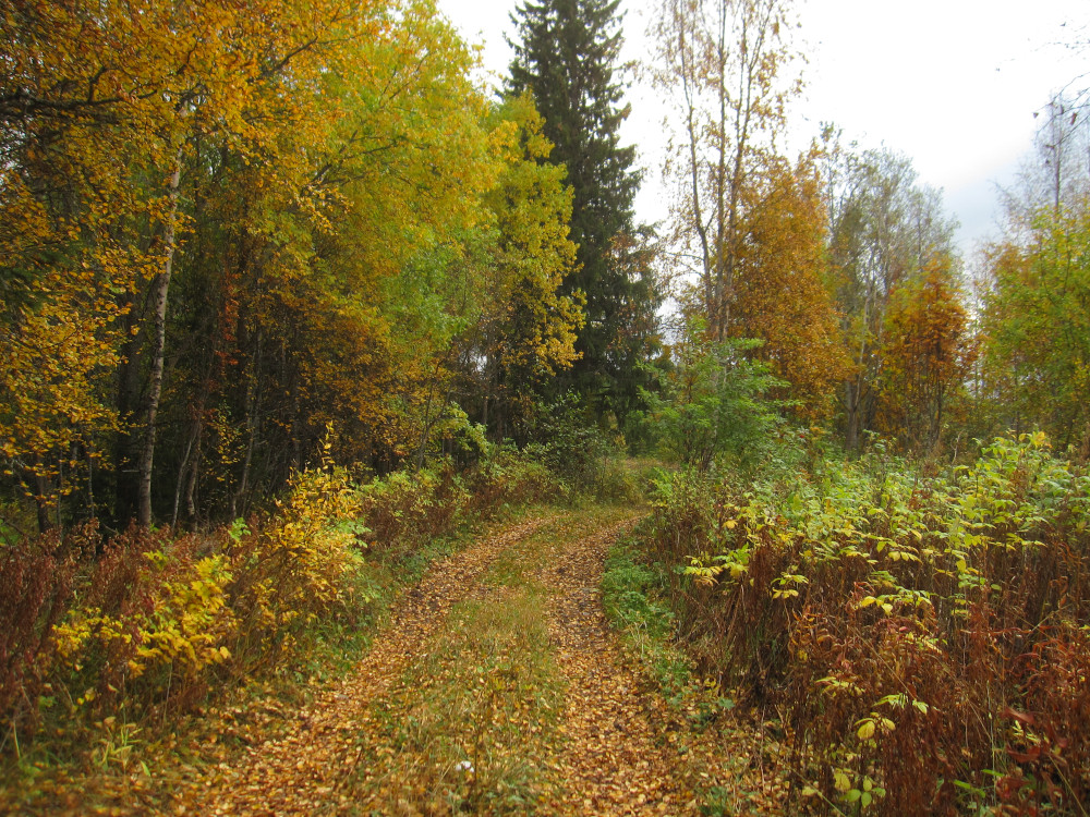 And into some amazing forest, especially in autumn
