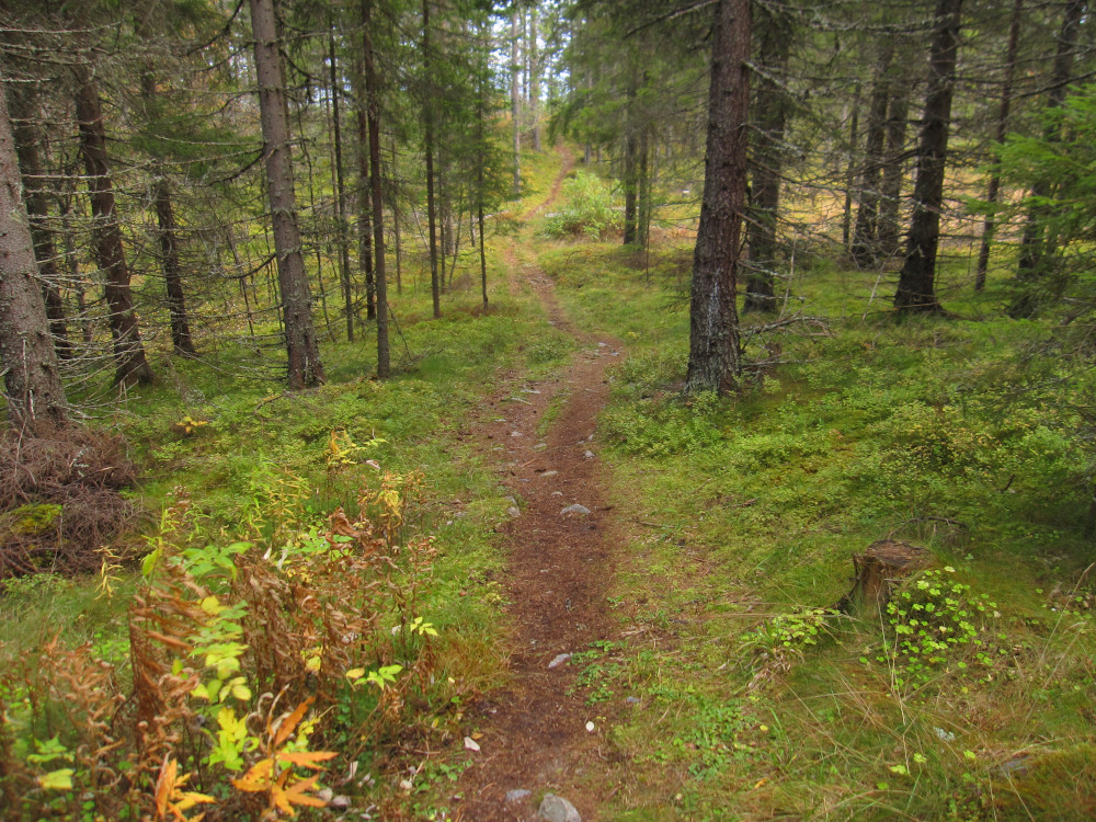 My favourite soft needle trail through pine forest