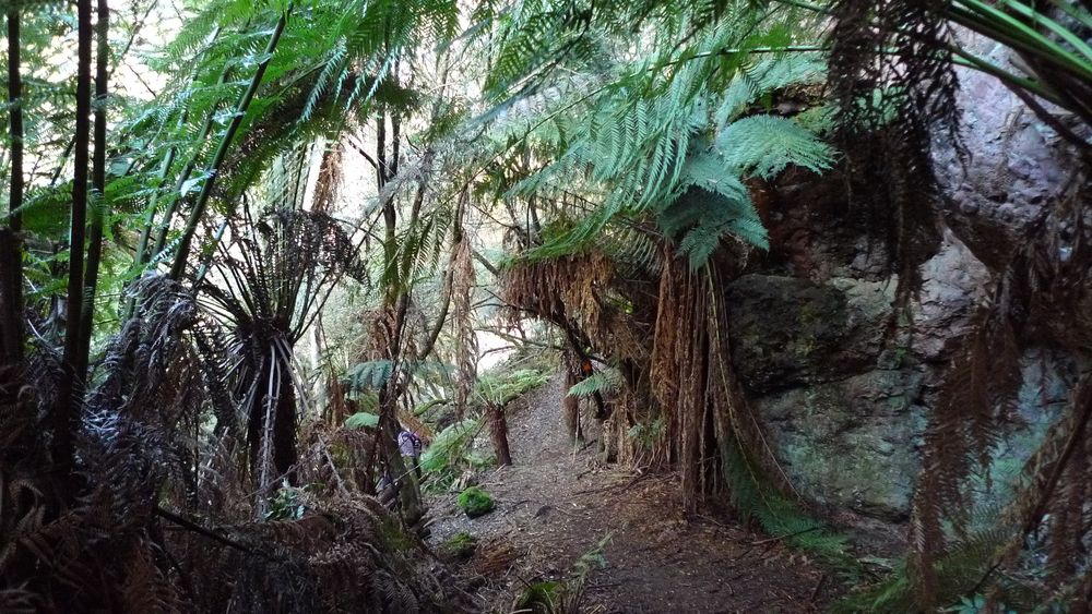 Suddenly entering a rainforest and limestone wonderland.