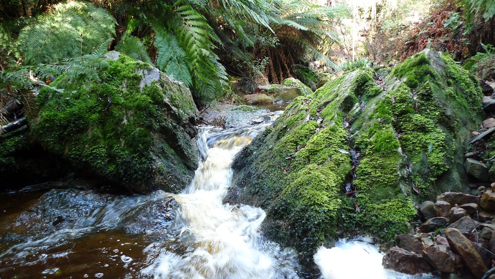 The cool beauty of Redwater Creek rainforest.