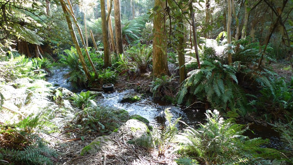 The beautiful rainforest.