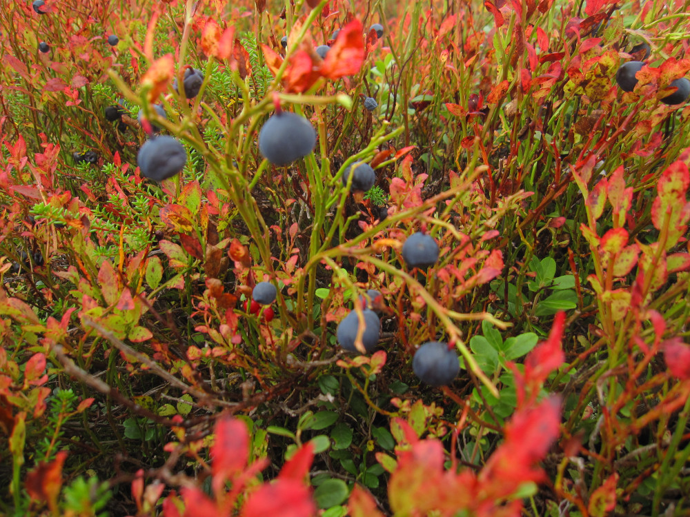 Bilberry snacks on the way
