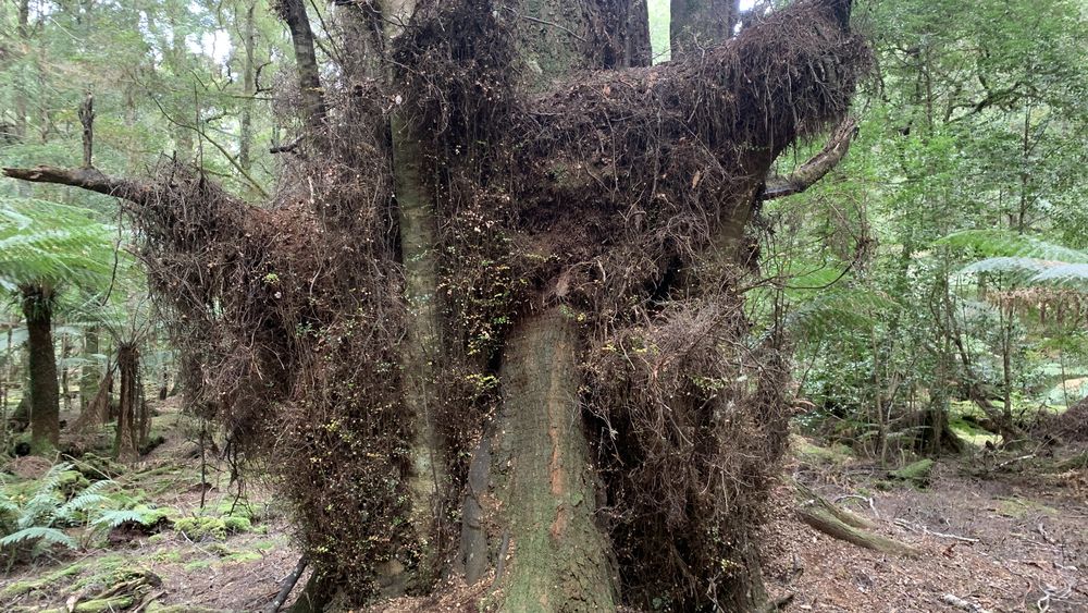 Bearded tree on the Milkshake Hills lookout track.